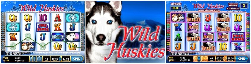 Wild Huskies